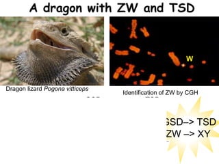 Dragon lizard Pogona vitticeps
%males
Temperature –>
50
0
GSD TSD
Identification of ZW by CGH
W
Quinn et al
Science ‘07
A dragon with ZW and TSD
GSD–> TSD
ZW –> XY
 