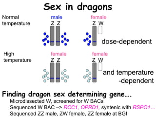 male female
Z Z Z W
Normal
temperature
female female
Z Z Z W
High
temperature
Sex in dragons
Finding dragon sex determining gene….
dose-dependent
and temperature
-dependent
Microdissected W, screened for W BACs
Sequenced W BAC –> RCC1, OPRD1, syntenic with RSPO1…
Sequenced ZZ male, ZW female, ZZ female at BGI
 