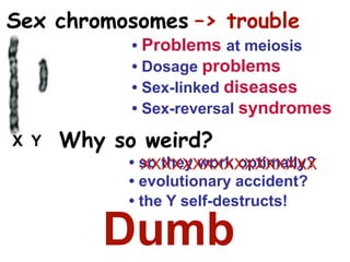 • Problems at meiosis
• Dosage problems
• Sex-linked diseases
• Sex-reversal syndromes
Why so weird?
• so they work optimally?
• evolutionary accident?
XXXXXXXXXXXXXXXXX
X Y
Dumb
Sex chromosomes –> trouble
• the Y self-destructs!
 