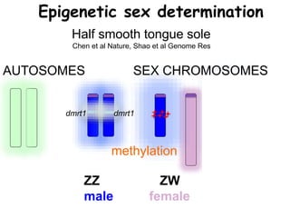 ZZ ZW ZW
male female pseudomale
dmrt1 dmrt1 dmrt1
Epigenetic sex determination
Half smooth tongue sole
Chen et al Nature, Shao et al Genome Res
AUTOSOMES SEX CHROMOSOMES
methylation
 