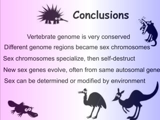Conclusions
Vertebrate genome is very conserved
Different genome regions became sex chromosomes
New sex genes evolve, often from same autosomal gene
Sex chromosomes specialize, then self-destruct
Sex can be determined or modified by environment
 