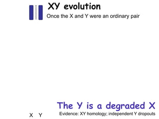 X Y
proto-XY
XY evolution
Once the X and Y were an ordinary pair
One partner acquires a male-determining gene
Other male-advantage genes accumulate
- recombination suppressed
Y degraded by deletion, mutation
And degraded and degraded
And can even disappear
The Y is a degraded X
Evidence: XY homology; independent Y dropouts
 