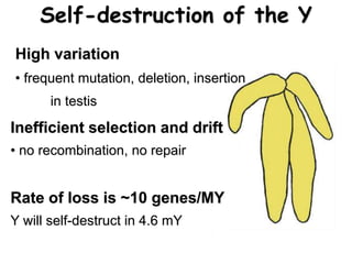 Self-destruction of the Y
High variation
• frequent mutation, deletion, insertion
in testis
Inefficient selection and drift
• no recombination, no repair
Rate of loss is ~10 genes/MY
Y will self-destruct in 4.6 mY
 
