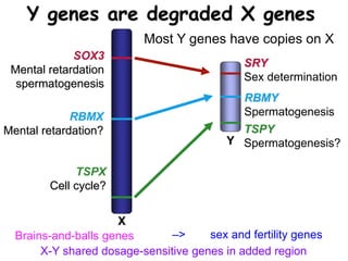 Y genes are degraded X genes
TSPY
Spermatogenesis?
RBMY
Spermatogenesis
Y
SRY
Sex determination
RBMX
Mental retardation?
X
SOX3
Mental retardation
spermatogenesis
TSPX
Cell cycle?
Most Y genes have copies on X
Brains-and-balls genes –> sex and fertility genes
X-Y shared dosage-sensitive genes in added region
 