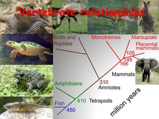Mammals
Fish
450
Tetrapods
Amphibians
410
Monotremes
166
Amniotes
Birds and
Reptiles
310
Placental
mammals
Marsupials
148
Vertebrate relationships
Human
mice
105
 