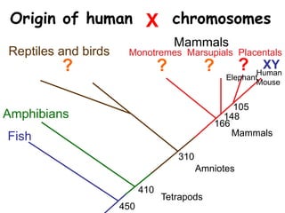 Mammals
Amniotes
Tetrapods
Fish
Amphibians
Reptiles and birds Monotremes Marsupials Placentals
450
410
310
166
148
XY
Origin of human sex chromosomes
Human
Mouse
105
X
?
Elephant
???
Mammals
 