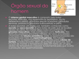 O sistema genital masculino é composto pela bolsa
escrotal, testículos, vias espermáticas (epidídimo, ducto
deferente e uretra), glândulas sexuais acessórias (glândulas
seminais, próstata e glândulas bulbouretrais) e pênis.
 A bolsa escrotal, um órgão par, também conhecido como
escroto ou saco escrotal, é uma bolsa de pele que se localiza
abaixo do pênis. No interior dessa bolsa encontramos as
gônadas masculinas, mais conhecidas como testículos. Nos
testículos podemos encontrar milhares de tubos enovelados
chamados de túbulos seminíferos, onde os espermatozoides são
produzidos por meio da espermatogênese. Nos túbulos
seminíferos, os espermatozoides são nutridos pelas células de
Sertório. A bolsa escrotal, além de proteger os testículos, tem a
função de manter a temperatura deles em torno de um grau
abaixo da temperatura corporal, fundamental para que ocorra
a produção dos espermatozoides.


 