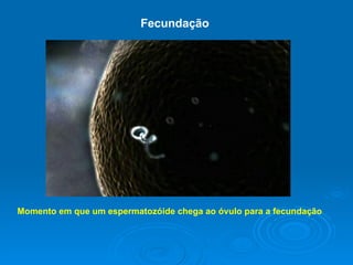 Fecundação   Momento em que um espermatozóide chega ao óvulo para a fecundação 
