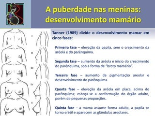 Tanner (1989) divide o desenvolvimento mamar em
cinco fases:
Primeira fase – elevação da papila, sem o crescimento da
aréola e do parênquima.
Segunda fase – aumento da aréola e início do crescimento
do parênquima, sob a forma de “broto mamário”.
Terceira fase – aumento da pigmentação areolar e
desenvolvimento do parênquima.
Quarta fase – elevação da aréola em placa, acima do
parênquima; esboça-se a conformação do órgão adulto,
porém de pequenas proporções.
Quinta fase – a mama assume forma adulta, a papila se
torna erétil e aparecem as glândulas areolares.
 