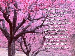 Se deixarmos que essa flor nasça cuidadosa e docemente... aos poucos ela vai vendo a luz do dia. Maravilhando-se. Contemplando o outro com novos olhos, ou nova maneira de olhar. Tudo vira encanto!  
