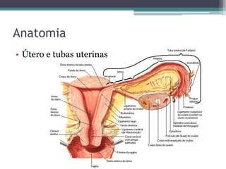 Anatomia 
• Útero e tubas uterinas 
 