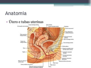 Anatomia 
• Útero e tubas uterinas 
 