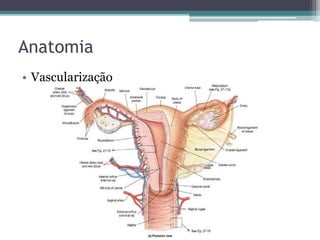 Anatomia 
• Vascularização 
 
