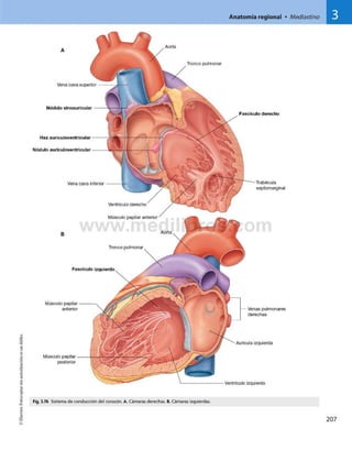 ©Elsevier.Fotocopiarsinautorizaciónesundelito.
Anatomía regional • Mediastino 3
Vena cava superior
Haz auriculoventricular
Nodulo auriculoventricular
Fascículo
Tronco pulmonar
Nódulo sinoauricular
Fascículo derecho
Trabécula
septomarginal
Músculo papilar
anterior — Venas pulmonares
derechas
Aorta
Músculo papilar
posterior
Aurícula izquierda
Ventrículo izquierdo
Vena cava inferior
Ventrículo derecho
Músculo papilar anterior ^
Aorta
Tronco pulmonar
Fig. 3.76 Sistema de conducción del corazón. A. Cámaras derechas. B. Cámaras izquierdas.
 