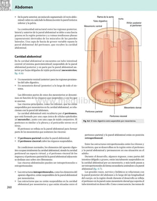 Abdomen
■ Enla parte anterior, un músculo segmentado (el recto abdo­
minal) cubre en cada ladola distanciaentre la paredtorácica
inferior y la pelvis.
La continuidad estructural entre las regiones posterior,
lateral y anterior de la pared abdominal se debe a una fascia
gruesa en la región posterior y a vainas tendinosas planas
(aponeurosis) derivadas de los músculos de las paredes
laterales. Una capa de fascia de grosor variable separa la
pared abdominal del peritoneo, que recubre la cavidad
abdominal.
Cavidad abdominal
En la cavidad abdominal se encuentra un tubo intestinal
central (el sistema gastrointestinal) suspendido de la pared
abdominal posterior y en parte por la pared abdominal an­
terior por hojas delgadas de tejido peritoneal (m ese n terio s;
fig. 4.6):
■ Unmesenterio ventral (anterior) para las regiones proxima-
les del tubo digestivo.
■ Un mesenterio dorsal (posterior) a lo largo de todo el sis­
tema.
Las diferentes partes de estos dos mesenterios se denomi­
nan en función de los órganos que suspenden o con los que
se asocian.
Las visceras principales, como los riñones, que no están
suspendidos por mesenterios en la cavidad abdominal, se rela­
cionan con la pared del abdomen.
La cavidad abdominal está recubierta por el p e rito n e o ,
que está formado por una capa única de células epitelioides
(el m eso telio ), junto con una capa de tejido conjuntivo. El
peritoneo es similar a la pleura y al pericardio seroso en el
tórax.
El peritoneo se refleja en la pared abdominal para formar
parte de los mesenterios que sostienen las visceras:
■ El p e rito n e o p a rie ta l recubre la pared abdominal.
■ El p e rito n e o v iscera l cubre los órganos suspendidos.
En condiciones normales, los elementos del aparato diges­
tivo ocupan totalmente la cavidad abdominal, siendo la cavidad
peritoneal un espacio virtual, y el peritoneo visceral de los
órganosy el peritoneoparietal dela paredabdominal adyacente
se deslizan uno sobre otro libremente.
Las visceras abdominales pueden ser intraperitoneales o
retroperitoneales:
■ Las estructuras in tra p e rito n ea le s, como los elementos del
aparato digestivo, están suspendidos dela pared abdominal
por mesenterios.
■ Las estructuras que no están suspendidas en la cavidad
abdominal por mesenterios y que están situadas entre el
Fig. 4.6 El tubo digestivo está suspendido por mesenterios.
peritoneo parietal y la pared abdominal están en posición
re tro p e rito n e a l.
Entre las estructuras retroperitoneales están los riñones y
los uréteres, que se desarrollan en la región entre el peritoneo
y la pared abdominal y permanecen en esa situación en el
adulto.
Durante el desarrollo, algunos órganos, como partes del
intestino delgado y grueso, están inicialmente suspendidos en
la cavidad abdominal por un mesenterio, y más tarde pasan a
ser retroperitoneales deforma secundaria uniéndose a la pared
abdominal (fig. 4.7).
Los grandes vasos, nervios y linfáticos se relacionan con
la pared posterior del abdomen a lo largo del eje longitudinal
del cuerpo, en la región donde durante el desarrollo se refleja
el peritoneo en la paredcomo mesenterio dorsal que soporta el
tubo intestinal en desarrollo. Como consecuencia, las ramas de
Peritoneo parietal
Mesenterio dorsal
Peritoneo visceral
Rama de la aorta
Tubo digestivo
Mesenterio ventral
Aorta
Riñón posterior
al peritoneo
 