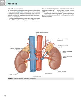 Abdomen
Glándulas suprarrenales
Las glándulas suprarrenales están en contacto con los polos
renales superiores (fig. 4.150). Constan deuna corteza externa
y una médula interna. La glándula derecha tiene forma de
pirámide, mientras que la glándula izquierdatiene forma de se­
miluna y es más grande.
Anterior a la glándula suprarrenal derecha se encuentran
parte dellóbulo hepático derechoy la vena cava inferior, mien­
tras que anterior a la suprarrenal izquierda se sitúan parte del
estómago, el páncreas y a veces el bazo. Algunas regiones
del diafragma son posteriores a las dos glándulas.
Las glándulas suprarrenales están rodeadas por la grasa
perinéfrica e incluidas en la fascia renal, separada del riñón
por un tabique fino.
Arterias frénicas inferiores
Arterias suprarrenales
superiores
Riñón derecho I
Vena cava inferior
Fig. 4.150 Circulación arterial de las glándulas suprarrenales.
abdominal
Riñón izquierdo
Glándula suprarrenal
derecha
Arteria suprarrenal
inferior
Glándula suprarrenal
izquierda
Arteria suprarrenal
media
 