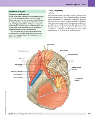 Gray anatomia para_estudiantes_3_opt