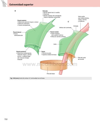 Gray anatomia para_estudiantes_3_opt