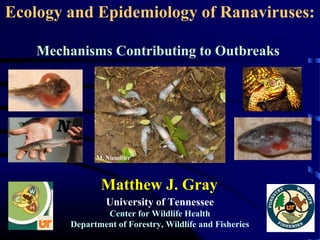 Ecology and Epidemiology of Ranaviruses:
Mechanisms Contributing to Outbreaks
University of Tennessee
Center for Wildlife Health
Department of Forestry, Wildlife and Fisheries
Matthew J. Gray
M. Niemiller
 