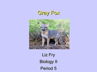 Gray Fox Liz Fry Biology II Period 5 