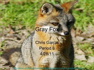 Gray Fox Chris Garcia Period 6 4/28/11 http://www.wildflorida.com/wildlife/mammals/images/grayfox463.jpg 