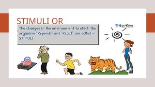 Sense organs. Eye, Ear, nose, skin and tongue | PPTX
