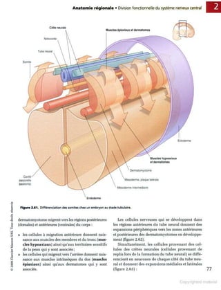 Grays anatomie