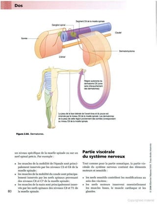 Grays anatomie