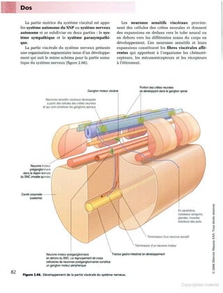 Grays anatomie