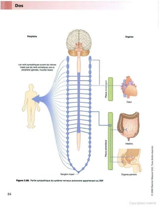 Grays anatomie