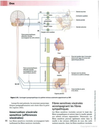Grays anatomie