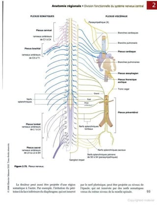 Grays anatomie