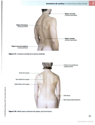 Grays anatomie