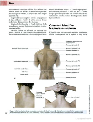 Grays anatomie