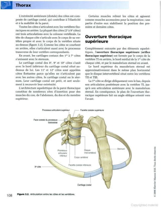 Grays anatomie