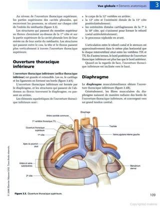 Grays anatomie