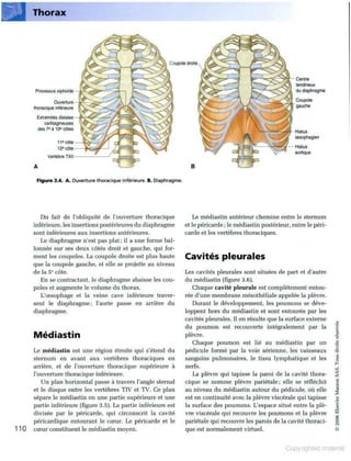 Grays anatomie