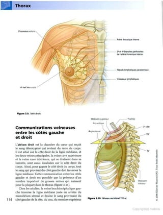 Grays anatomie
