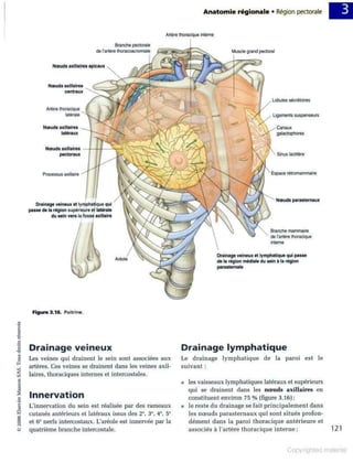 Grays anatomie