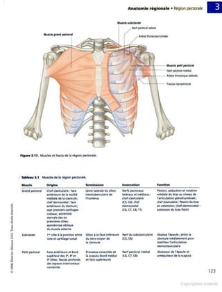 Grays anatomie