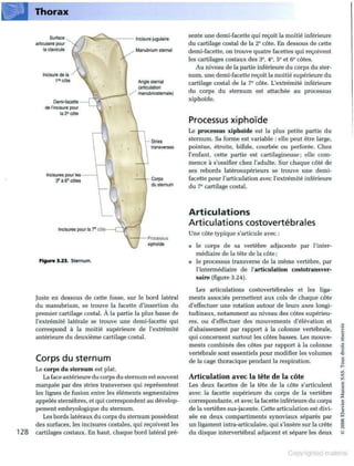 Grays anatomie