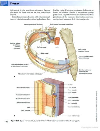 Grays anatomie