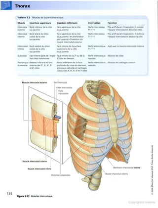 Grays anatomie