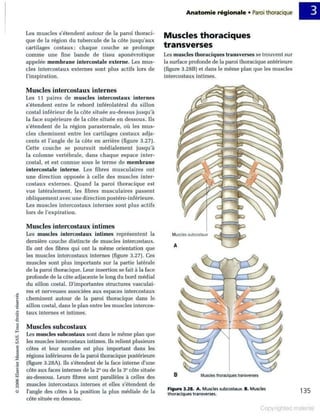 Grays anatomie