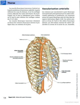 Grays anatomie