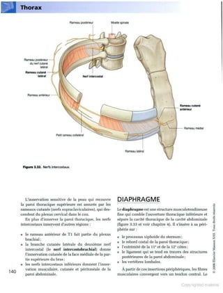 Grays anatomie
