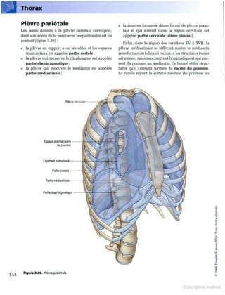 Grays anatomie