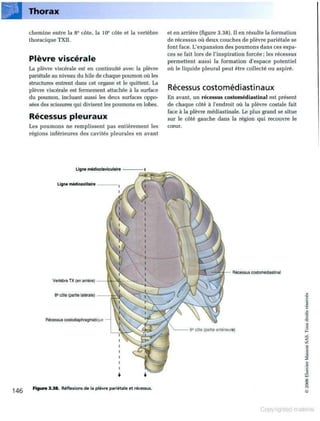 Grays anatomie