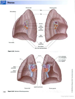 Grays anatomie