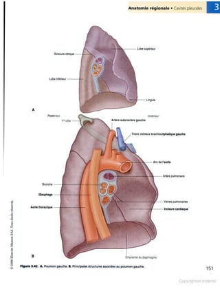 Grays anatomie